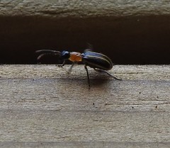 Acalymma trivittatum