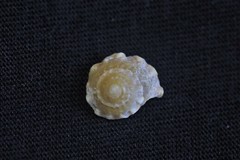 Bellastraea squamifera