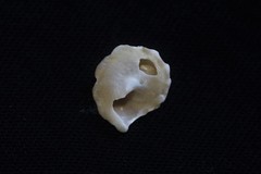 Bellastraea squamifera