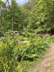 Caltha palustris