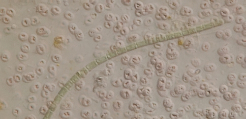 Lamprocystis observed 2026-09-19