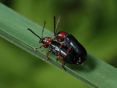 Oulema melanopus