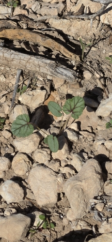 Texas stork's bill