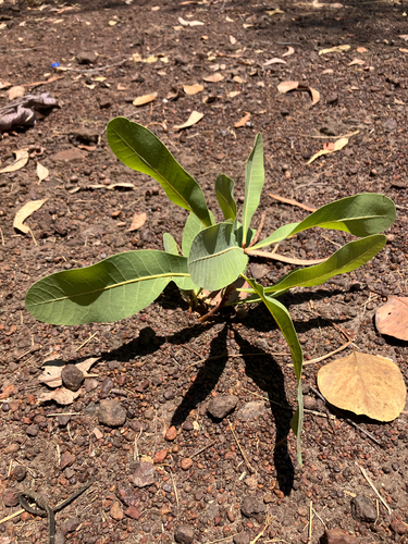 Buchanania obovata observed 2026-10-11