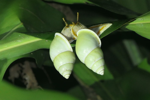 Amphidromus, 2026-10-10
