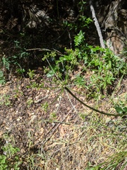 Tauschia arguta