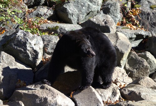 Black Bear sighting near 4217 Argonaut Rd