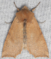 Perigonica angulata