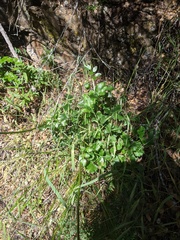 Tauschia arguta