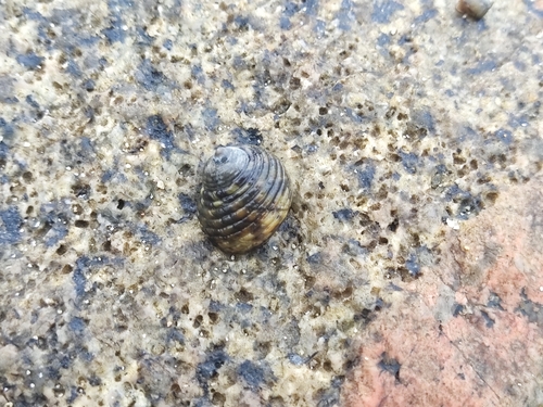 Monodonta labio observed 2026-10-03
