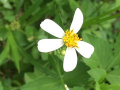 Bidens alba