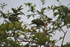 Amazona leucocephala
