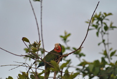 Amazona leucocephala