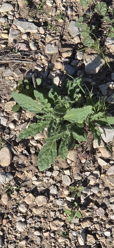 gypsum phacelia