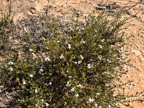Westringia rigida, 2026-10-11