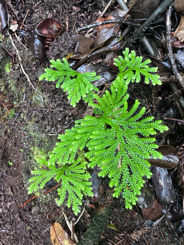 Selaginella, 2026-09-17