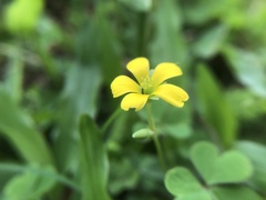 Oxalis corniculata