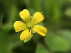 Oxalis corniculata