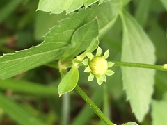 Bidens alba