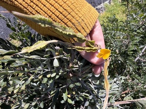 Sophora chrysophylla observed 2026-10-10