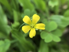 Oxalis corniculata