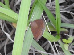 Argyrostrotis deleta