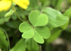 Oxalis corniculata