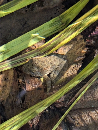 Foothill Yellow-legged Frog seen in Sonoma Valley