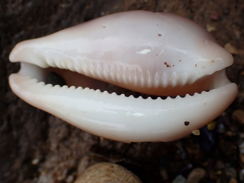 Neobernaya spadicea, 2026-10-10