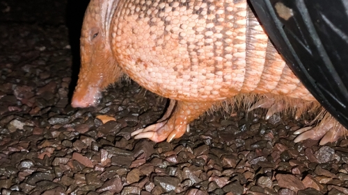 Southern Long-nosed Armadillo