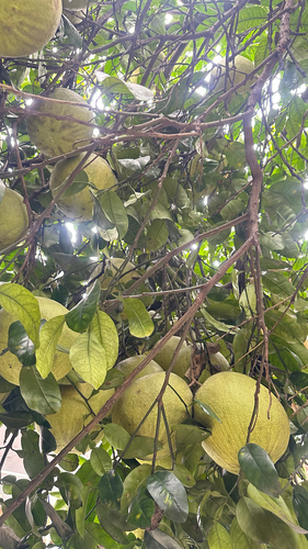 Citrus maxima observed 2026-10-10