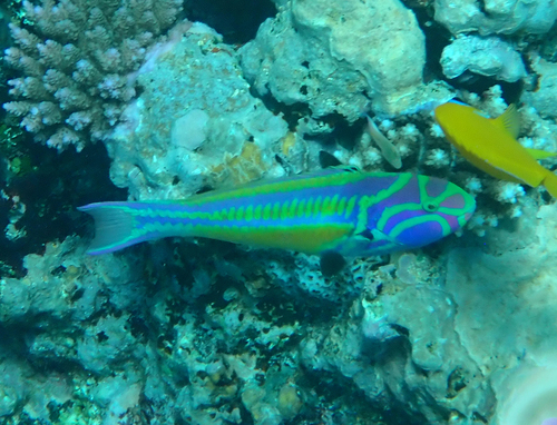 Thalassoma quinquevittatum observed 2026-10-10