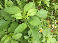 Bidens alba