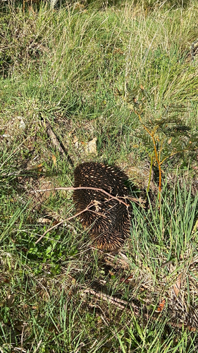 Eastern Short-beaked Echidna