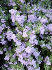 Leucophyllum frutescens