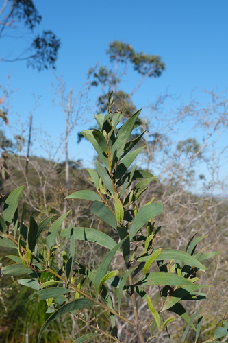Acacia aulacocarpa observed 2026-10-11