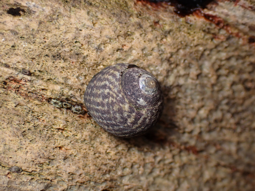 Tegula gallina observed 2026-10-10