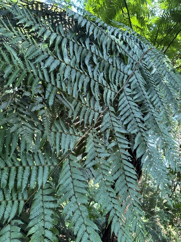 Alsophila spinulosa observed 2026-10-11