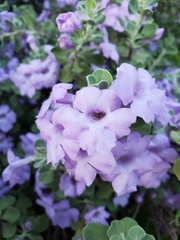 Leucophyllum frutescens