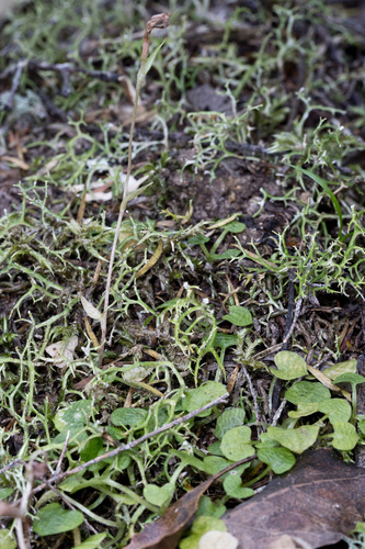 Pterostylis trullifolia observed 2026-10-10