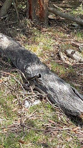 Highlands Copperhead