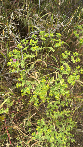 Euphorbia terracina, 2026-10-11