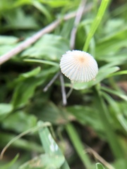 Coprinellus disseminatus