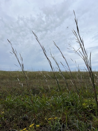 splitbeard bluestem