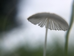 Coprinellus disseminatus