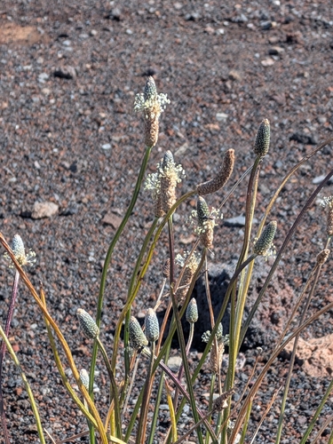 Plantago lanceolata observed 2026-09-29