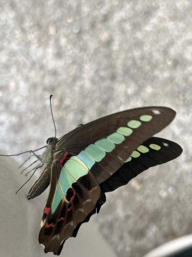 Common Bluebottle