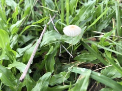 Coprinellus disseminatus