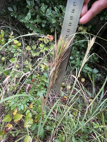 Bushy Bluestem