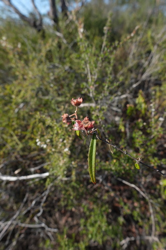 Seringia, 2026-10-11